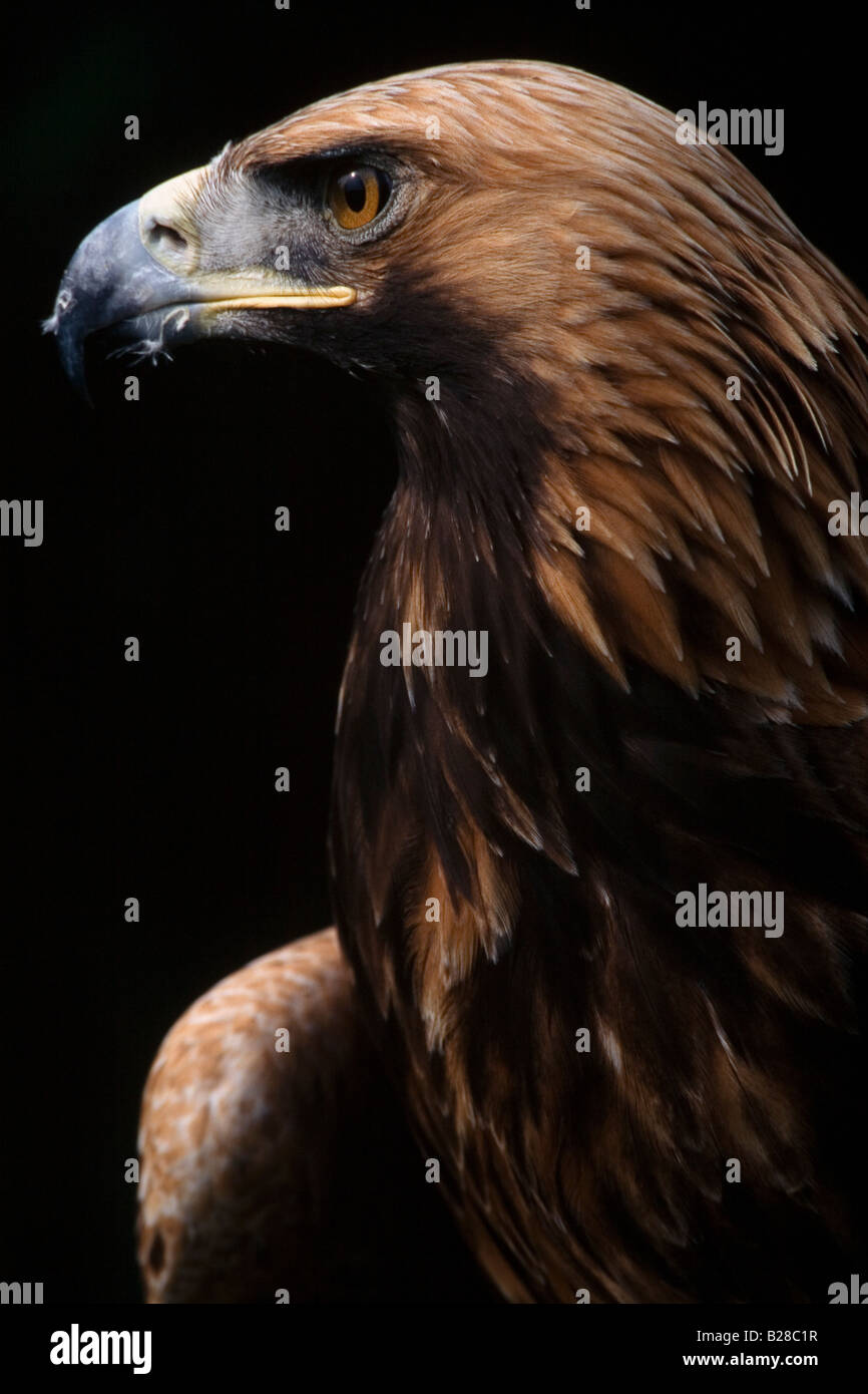 GOLDEN EAGLE Aquila chrysaetos Stock Photo