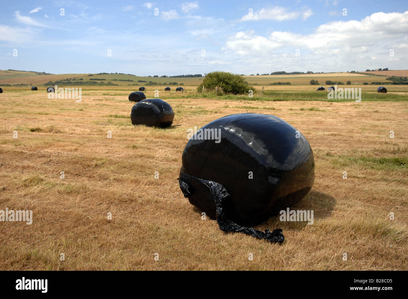 Bales of hay wrapped in black plastic for protection in a field in Sussex Stock Photo