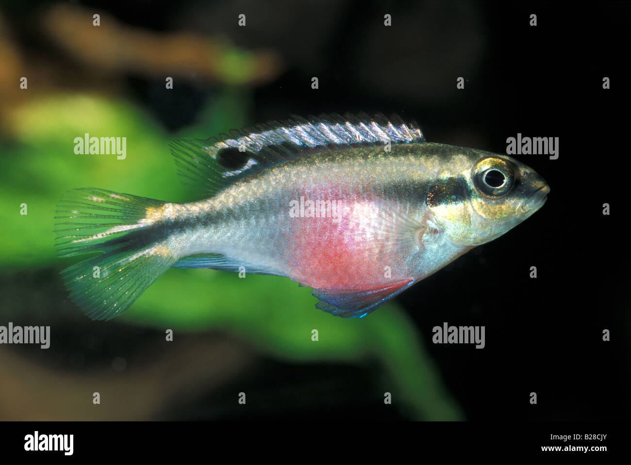 Pelvicachromis pulcher, female, Dward Cichild, Africa Stock Photo