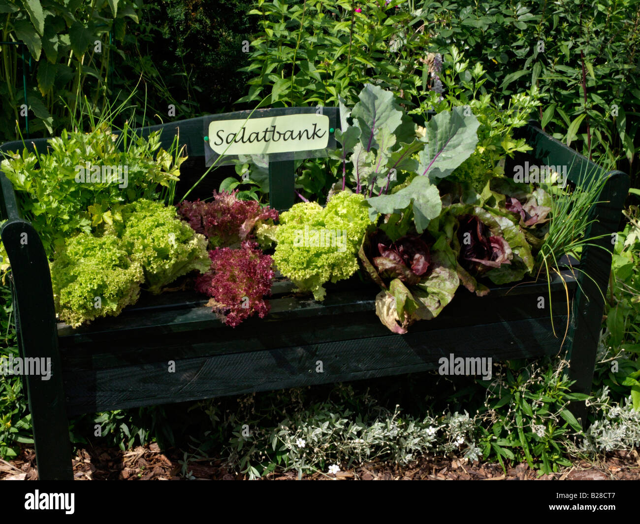 Garden bench with several lettuce cultivars Stock Photo