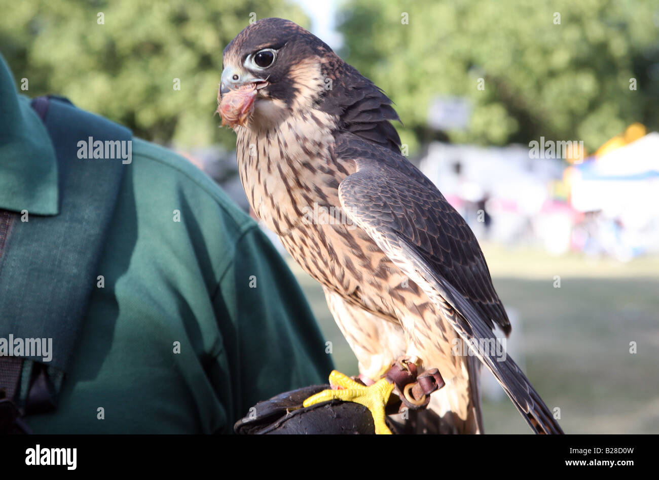 Trainer Peregrine Falcon with mouthful of carrion on handler's arm at