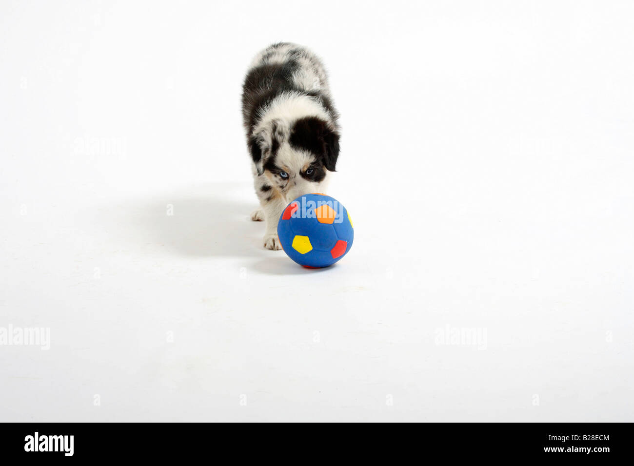 Australian Shepherd puppy 7 weeks with ball Stock Photo