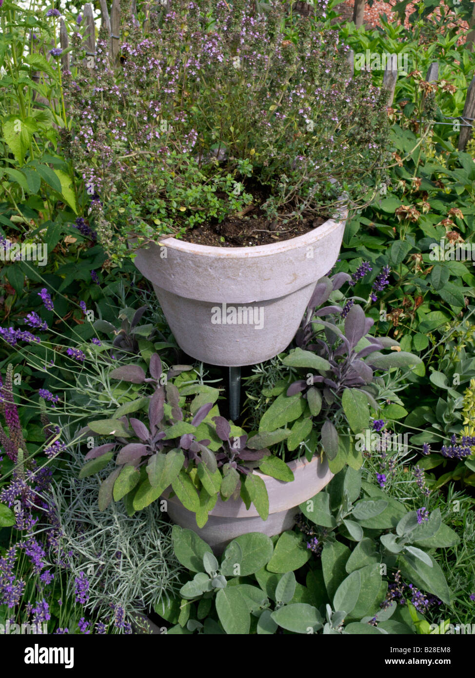 Thyme (Thymus) and sage (Salvia Stock Photo Alamy