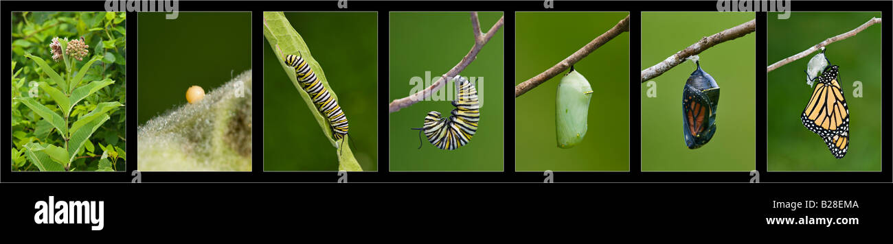 Monarch Butterfly Life Cycle Stock Photo