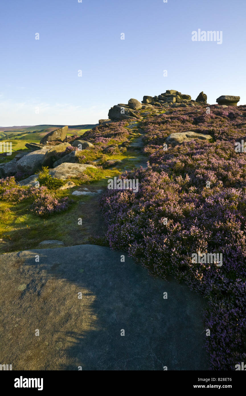 View of stones leading up to Over Owler Tor in the Peak District National park with pink heather in the foreground Stock Photo