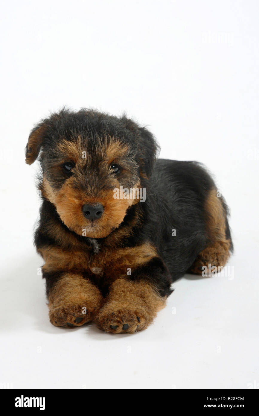 Welsh Terrier puppy 7 weeks Stock Photo
