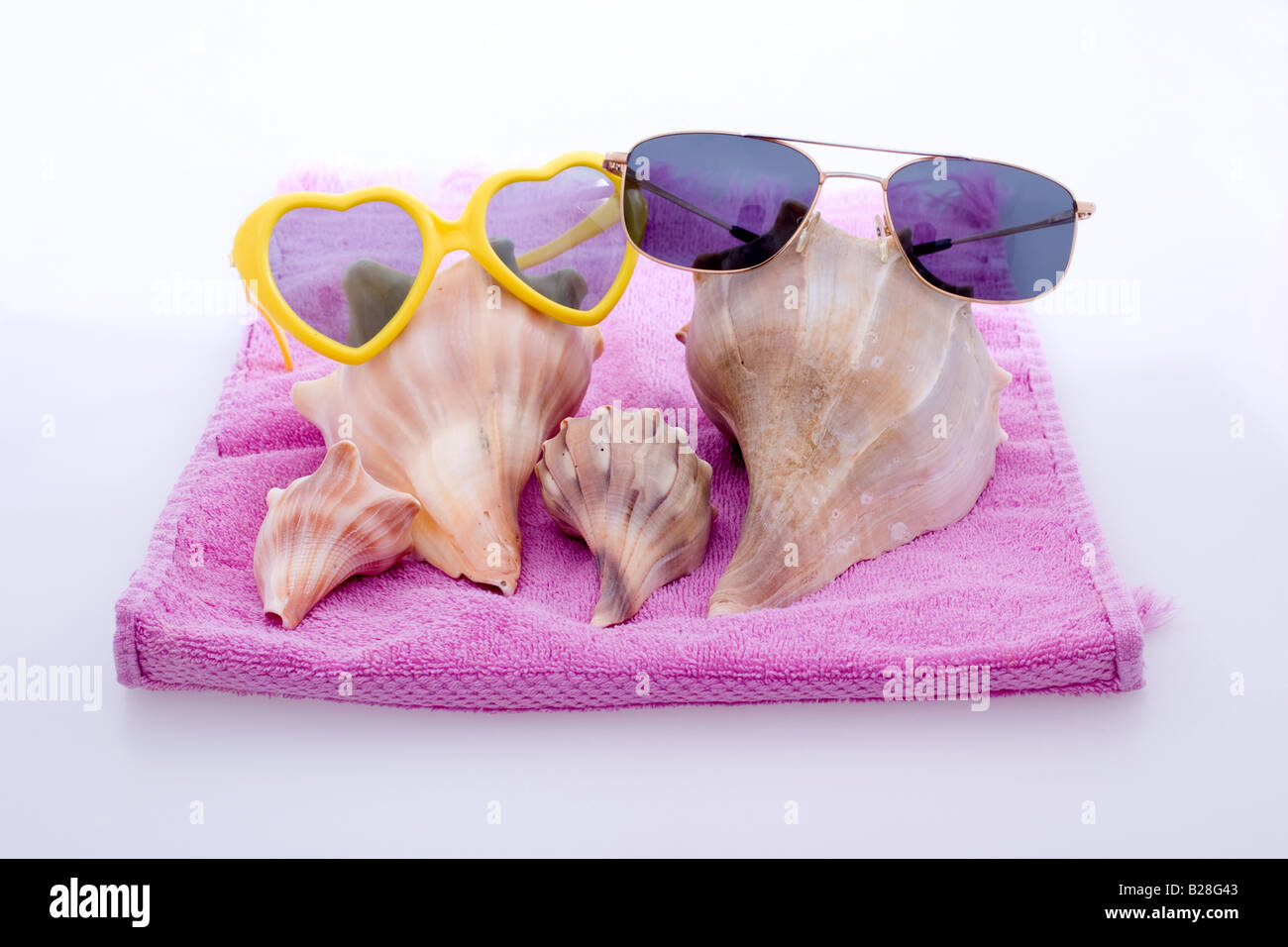 Conch shells hires stock photography and images Alamy