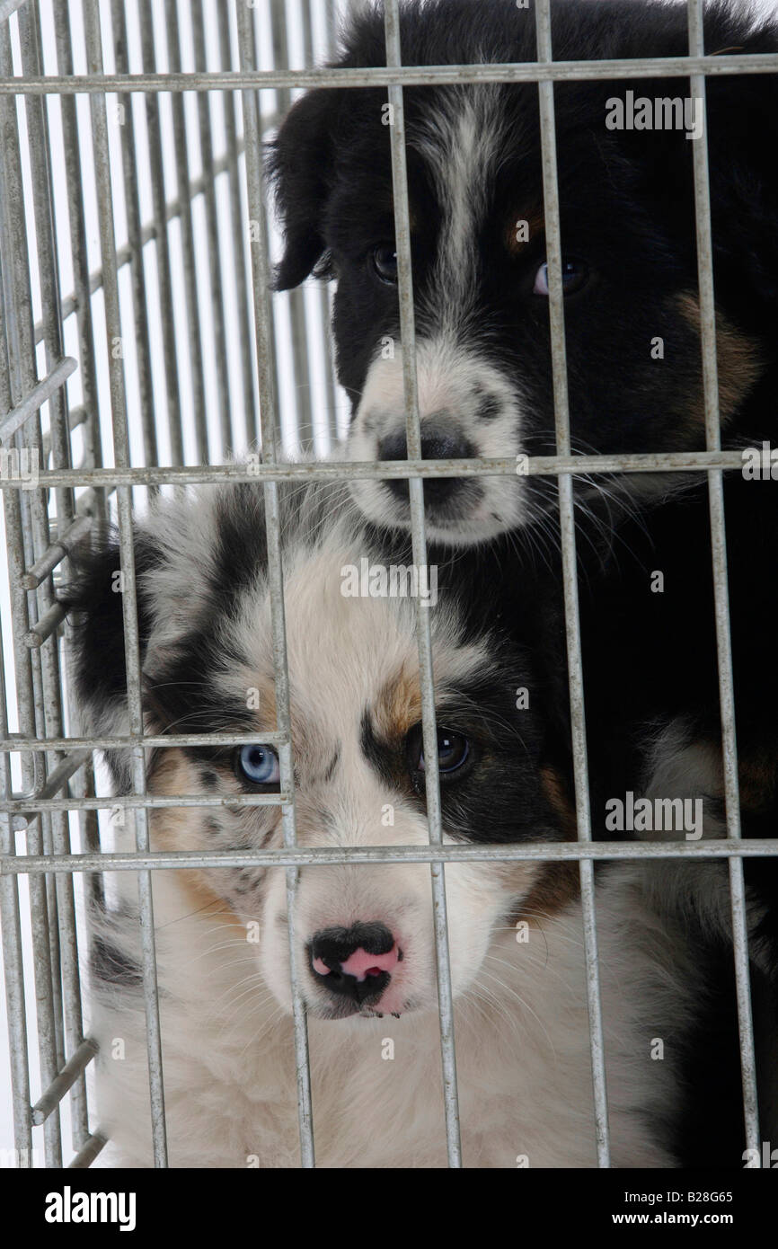 Australian Shepherd puppies 7 weeks in cage kennel Stock Photo Alamy