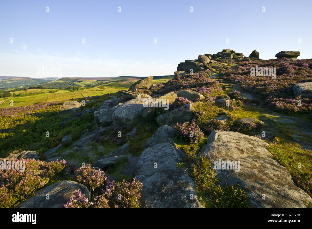 Wide view of stones leading up to Over Owler Tor in the Peak District National park with pink heather in the foreground Stock Photo
