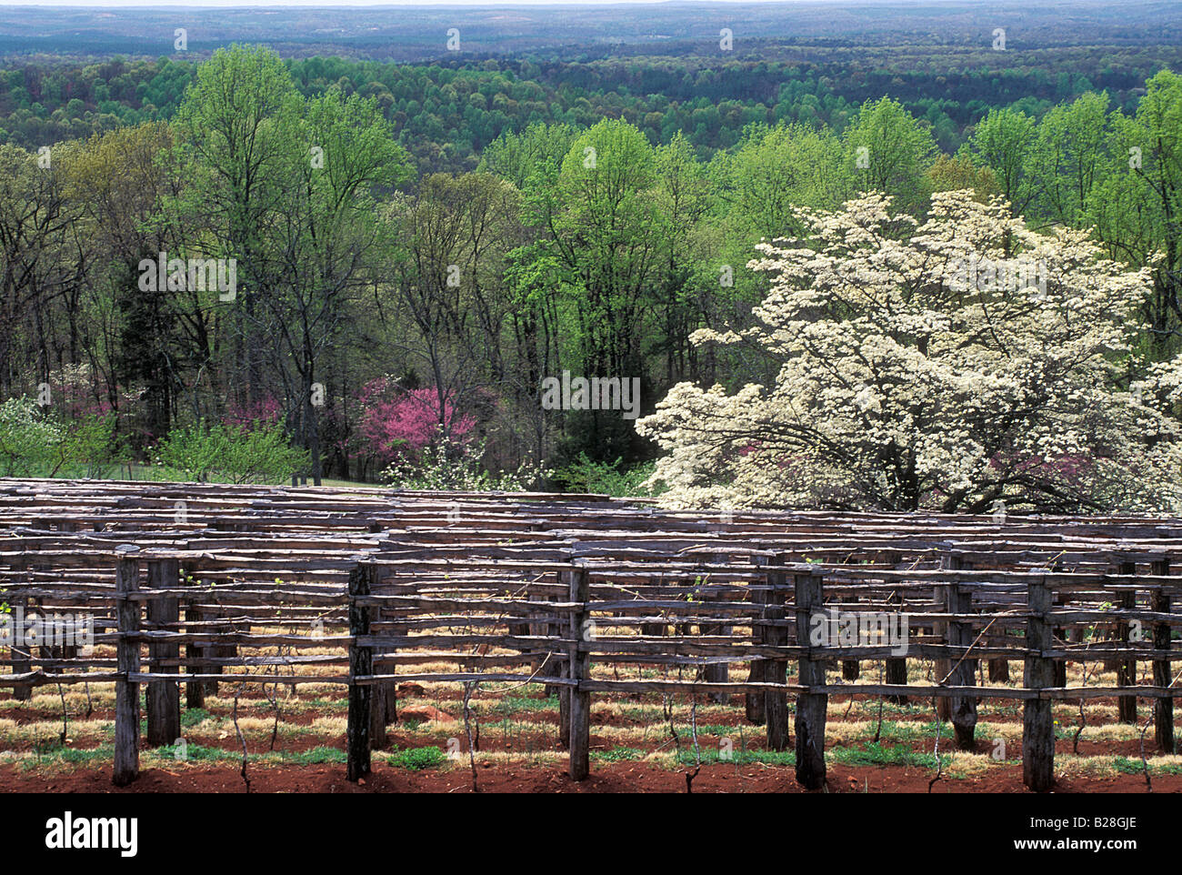 Vineyard at Monticello Thomas Jefferson home in Charlottesville Virginia. Photograph Stock Photo