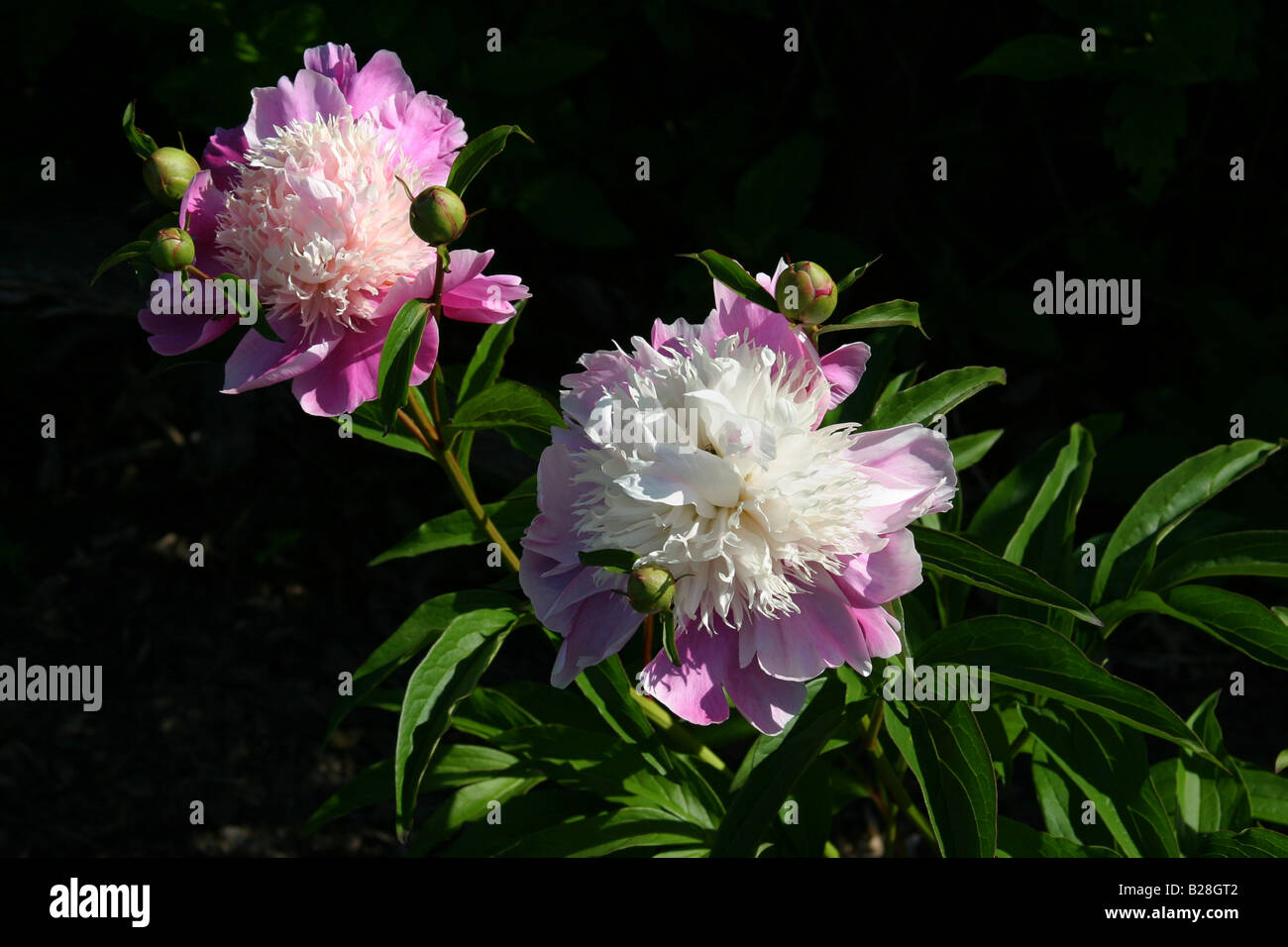 Peony English Princess High Resolution Stock Photography And Images Alamy