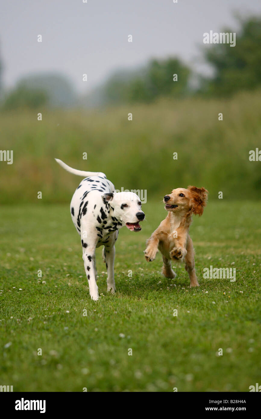 Dalmatian x hotsell cocker spaniel