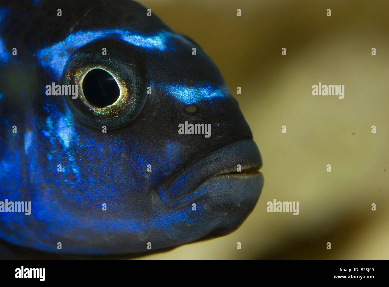Melanochromis cyaneorhabdos, Malawi Lake Cichild, Africa Stock Photo