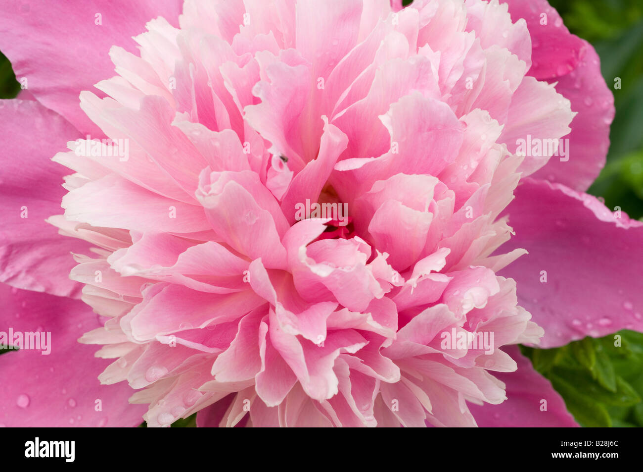 heart of a giant pink and white Common Peony Paeonia officinalis Stock Photo