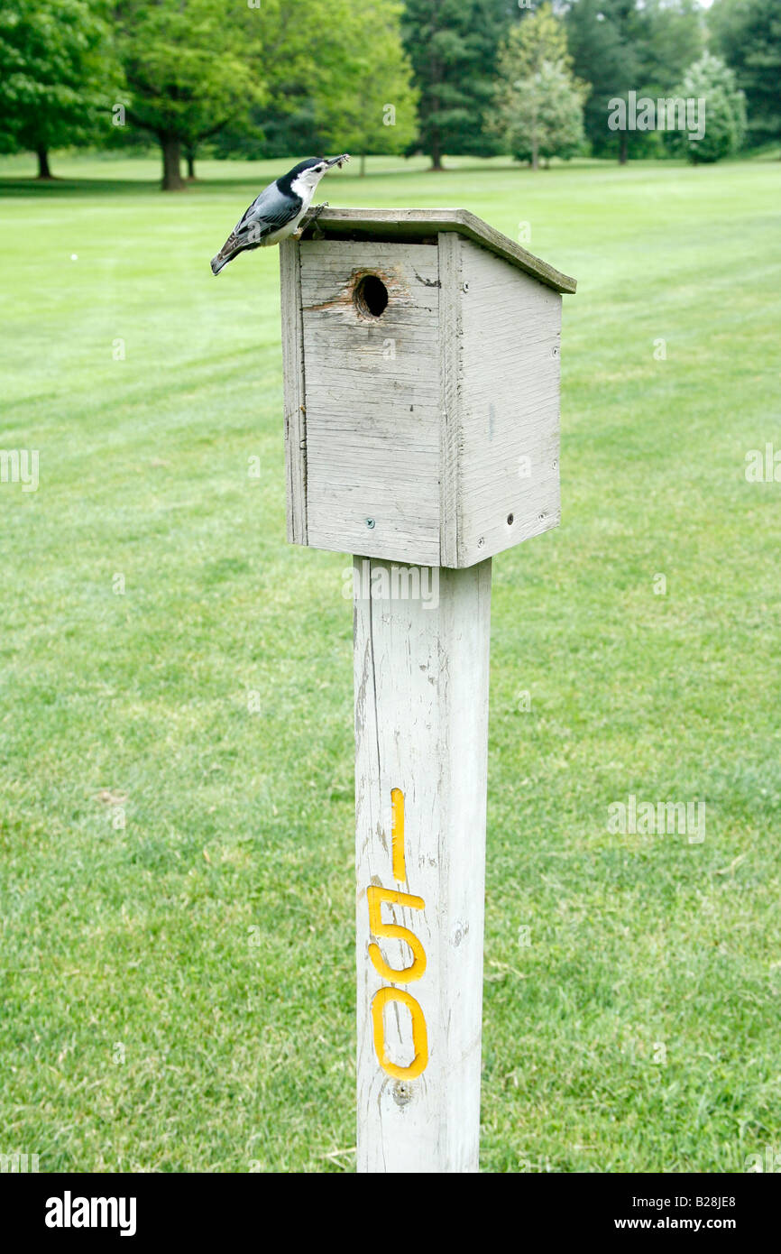 White breasted Nuthatch on Golf Course Birdbox - Vertical Stock Photo