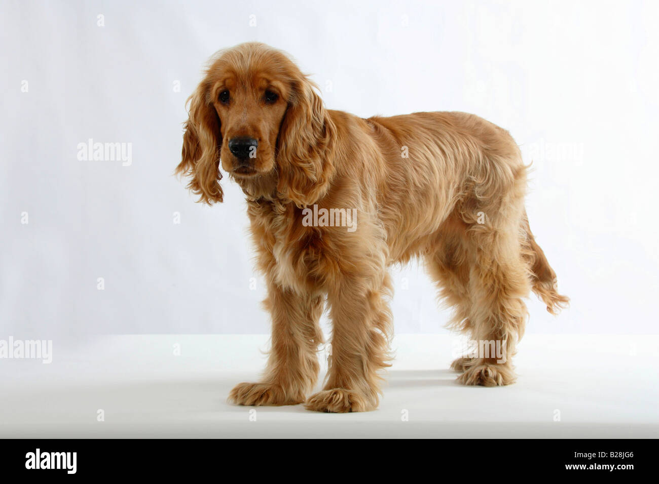 cocker spaniel 6 months old