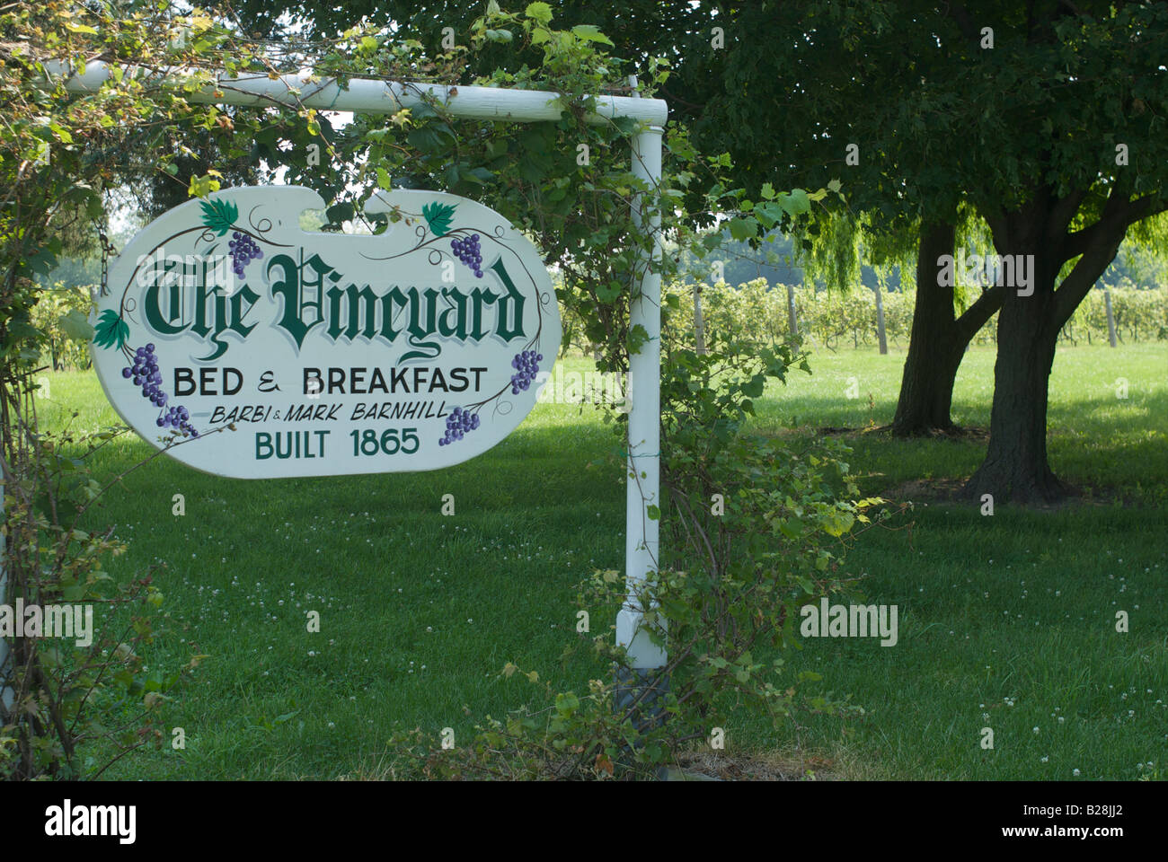 Vineyard in Put in Bay Ohio Stock Photo