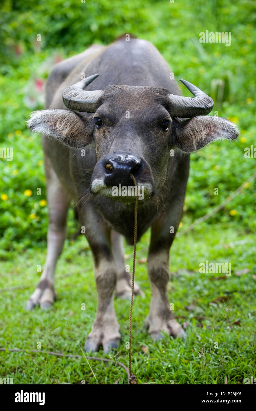 A carabao calf in the Mangyan community of Panaytayan near Mansalay, Oriental Mindoro, Philippines. Stock Photo
