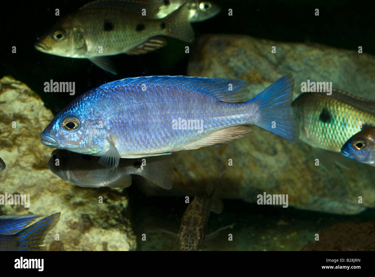 Placidochromis sp. Mdka White Lips, Malawi Lake Cichlid, Africa Stock Photo