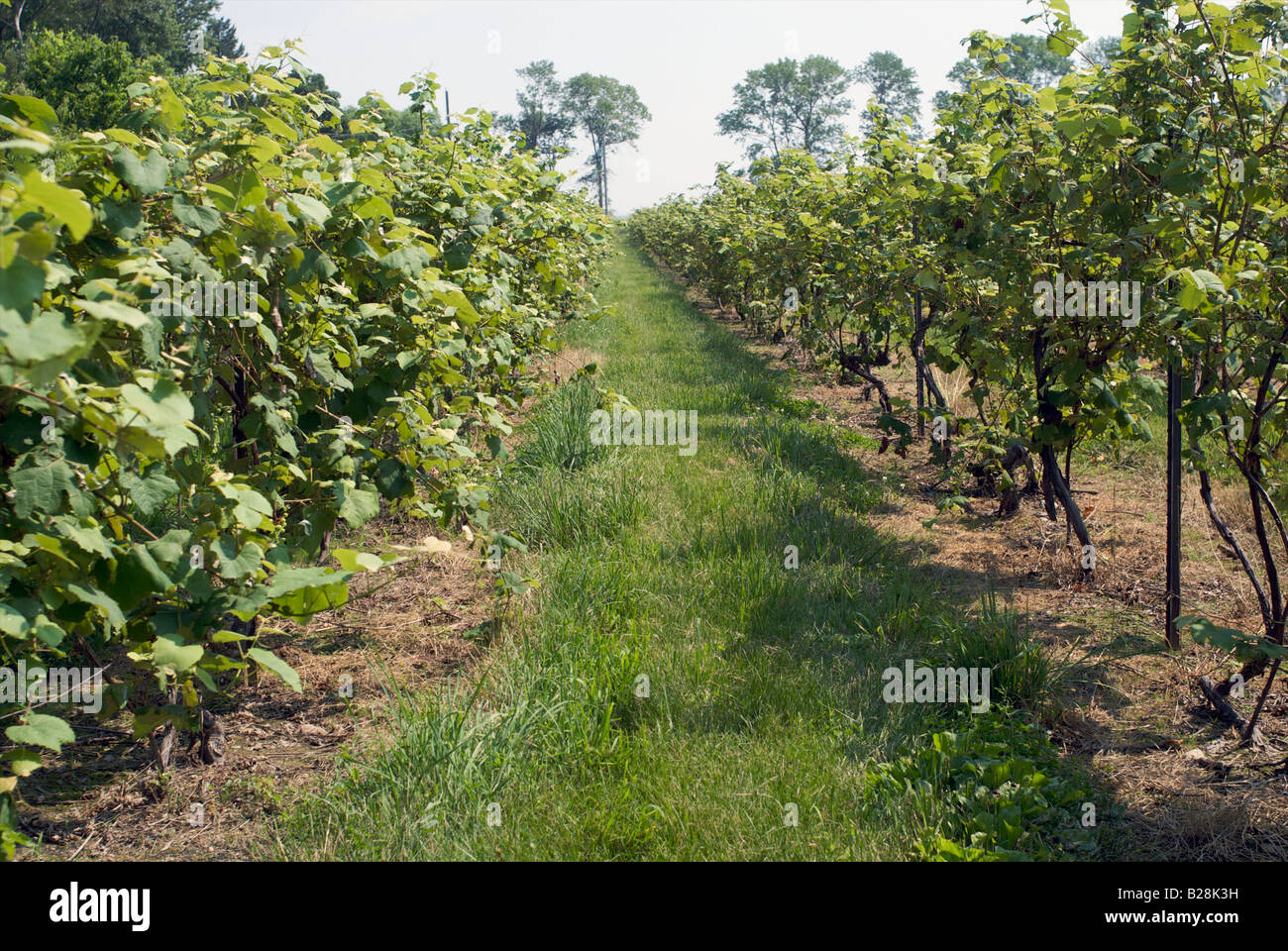 Vineyard in Put in Bay Ohio Stock Photo