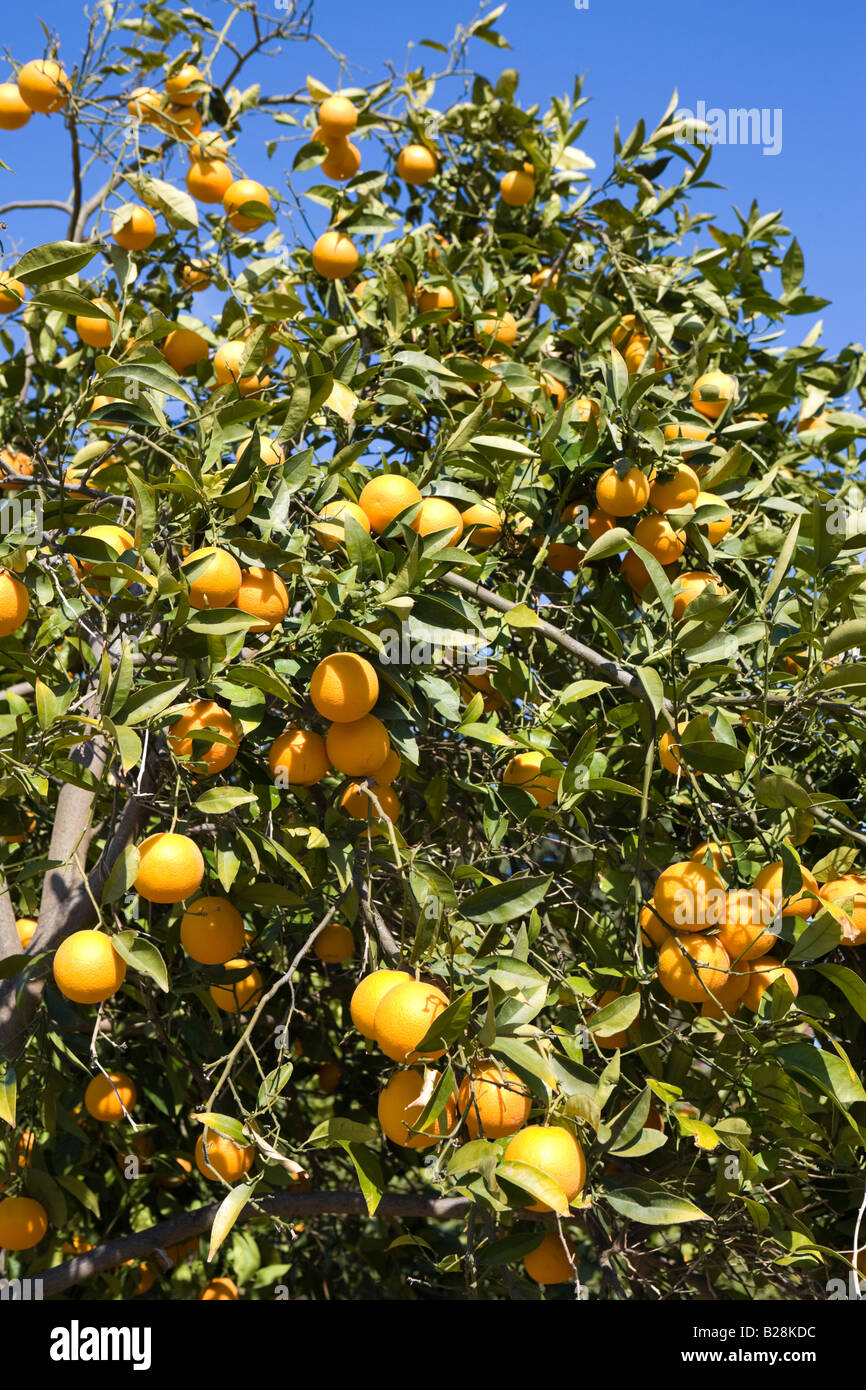 Oranges growing on a tree near Coral Bay, north of Pafos, Cyprus Stock Photo