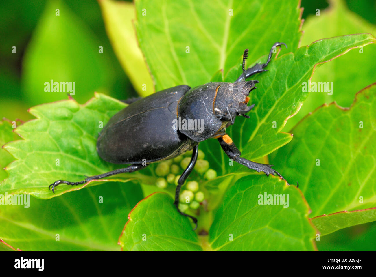 Stag beetle on leaf Stock Photo