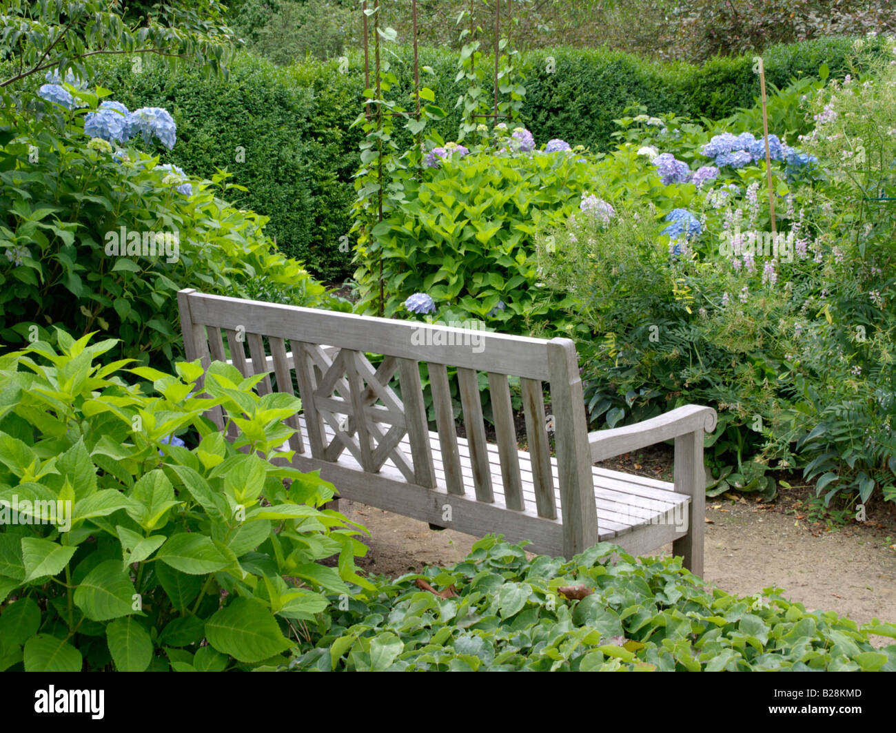 Hydrangea garden Stock Photo