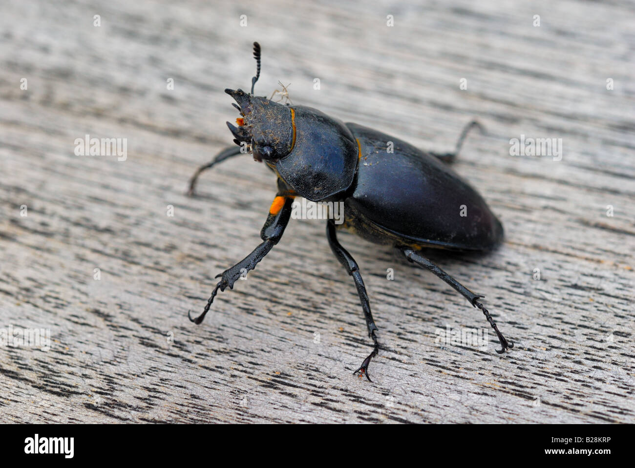 Close up of stag beetle Stock Photo