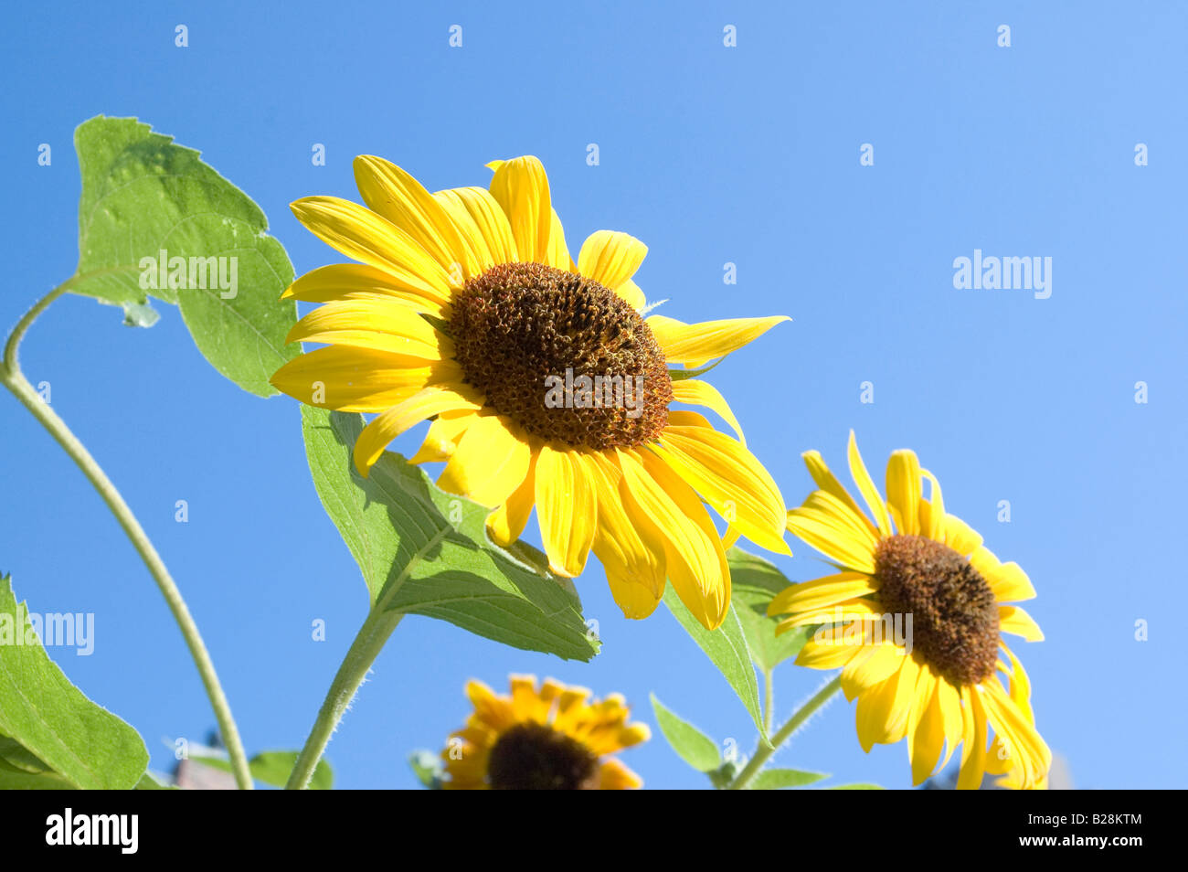 Sunflowers against a clear blue sky Stock Photo - Alamy