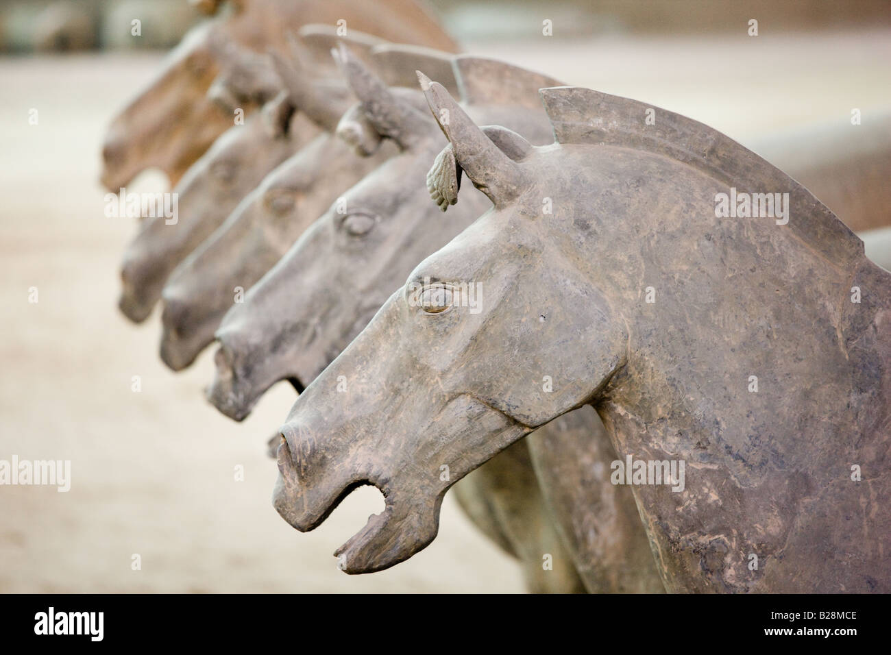 Terracotta horses alongside warriors at Qin Museum exhibition halls of Terracotta Army Xian China Stock Photo