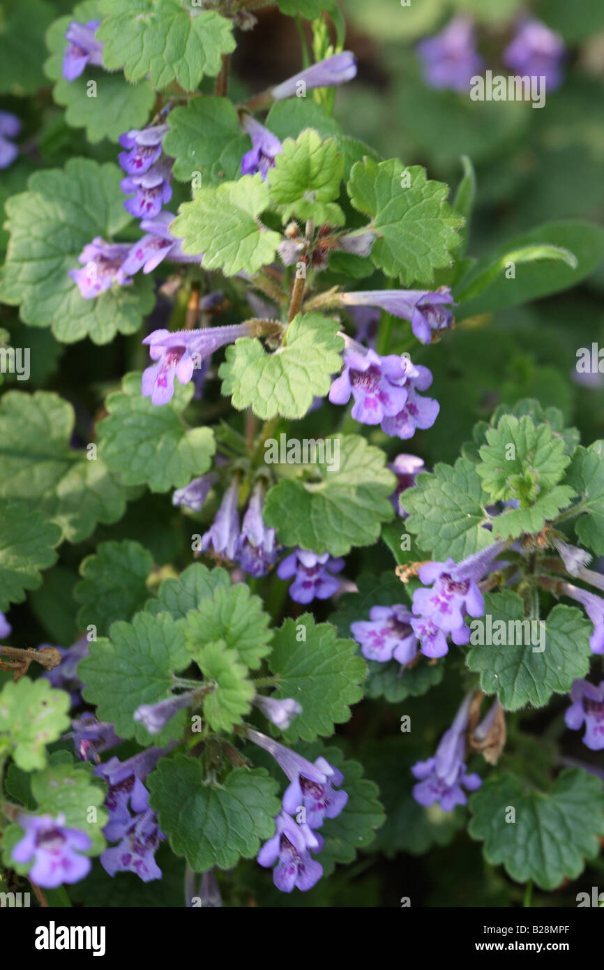 GROUND IVY Glechoma hederacea PLANT IN FLOWER Stock Photo