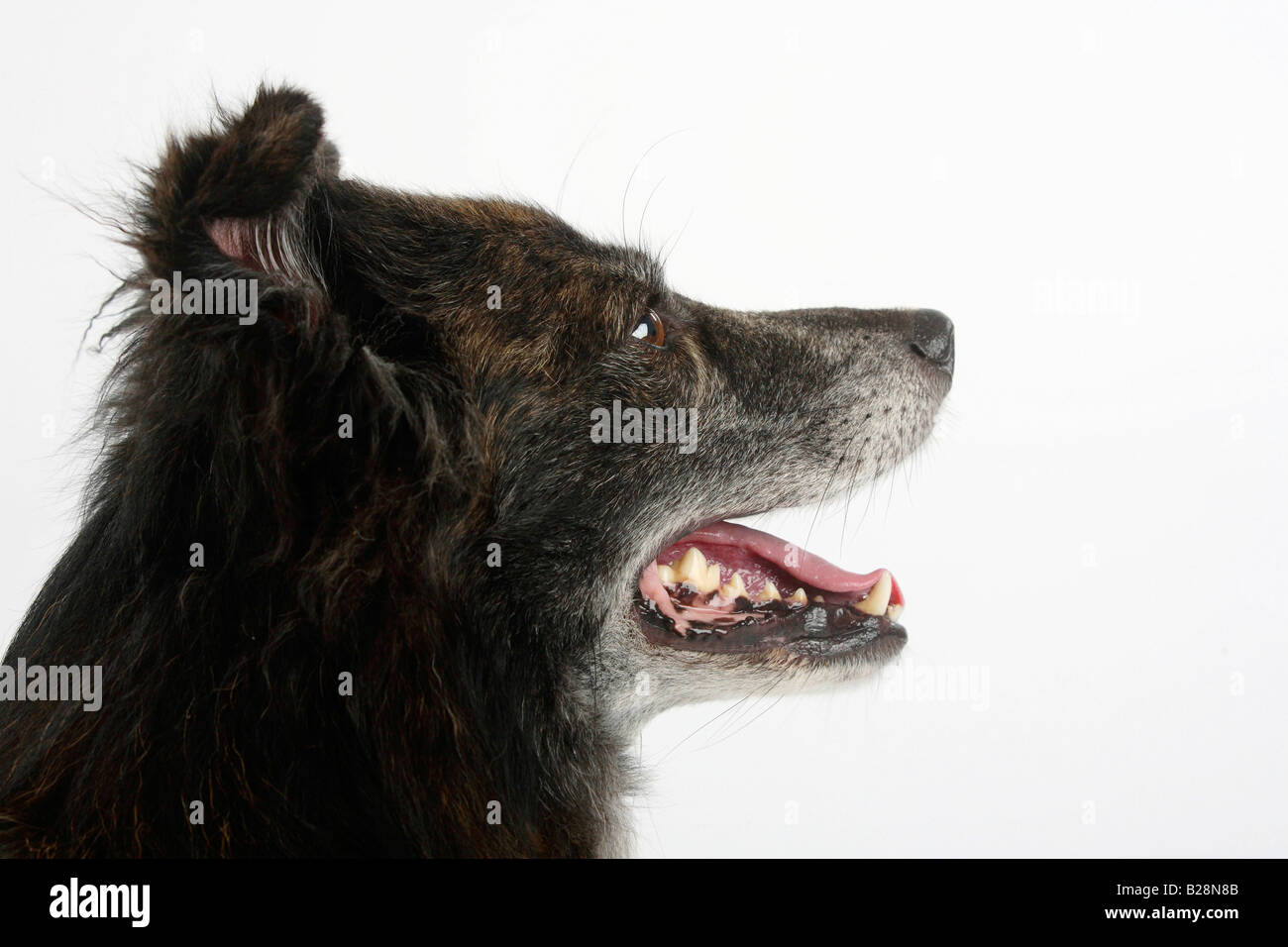 Mixed Breed Dog 8 years old side profile Stock Photo