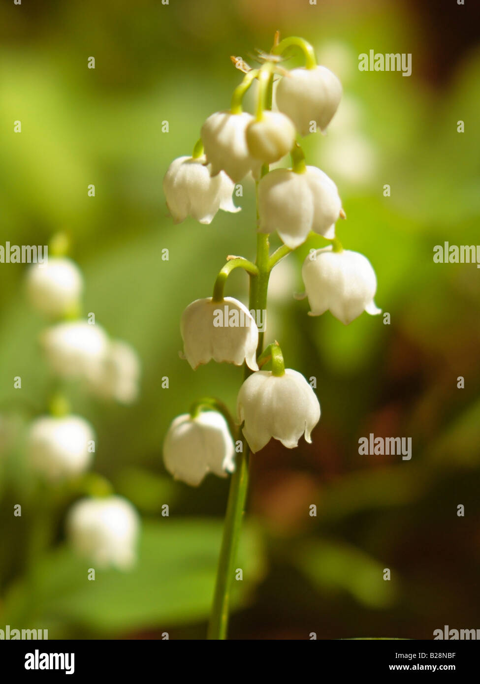 Lily of the Valley, lily-of-the-valley, Convallaria Majalis, Spring Flower, Flora Fauna, Norfolk, England, United Kingdom Stock Photo