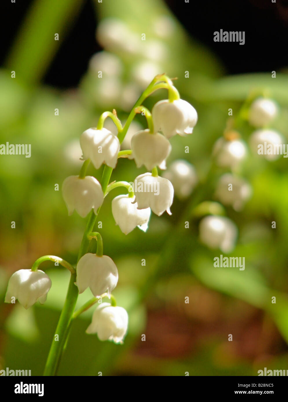 Lily of the Valley Convallaria Majalis Spring Flower Flora Fauna Stock Photo