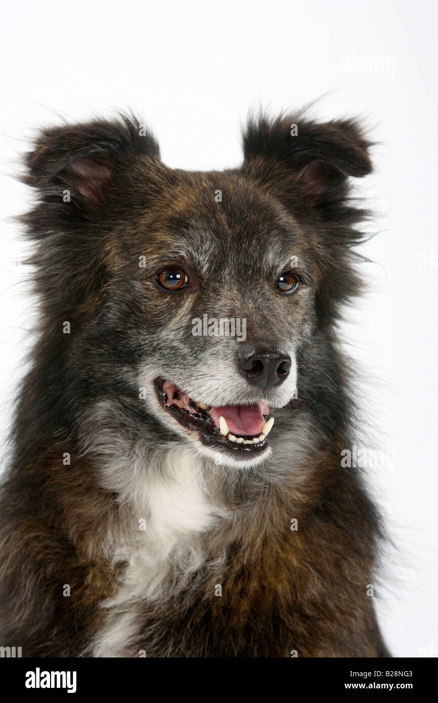 Mixed Breed Dog 8 years old Stock Photo