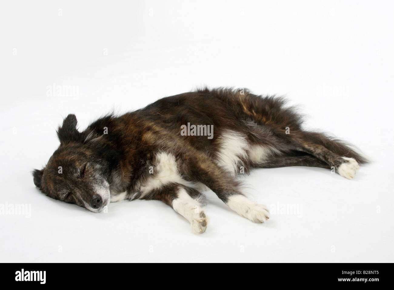 Mixed Breed Dog 8 years old Stock Photo
