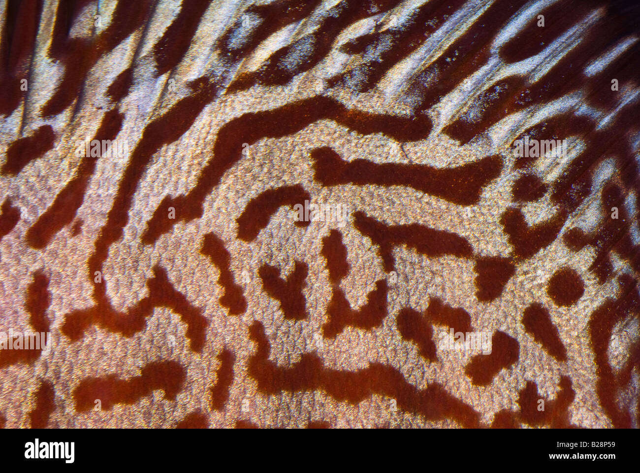 Symphysodon aequifasciata, discus skin, South America Cichlid Stock Photo