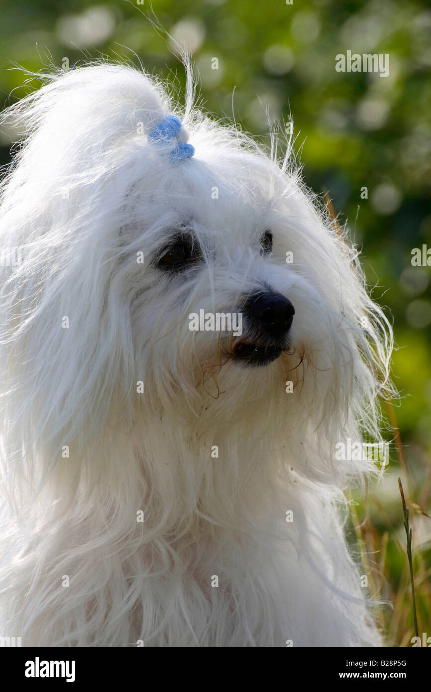 Coton de Tulear Stock Photo Alamy