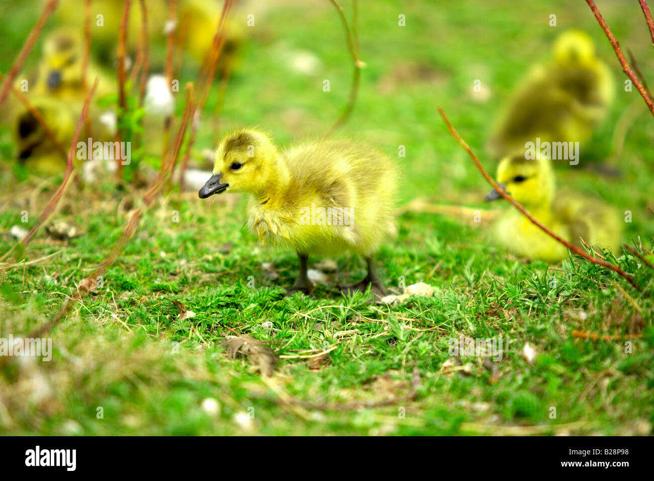 A baby goose (gosling) goes for a walk with its siblings in the background Stock Photo
