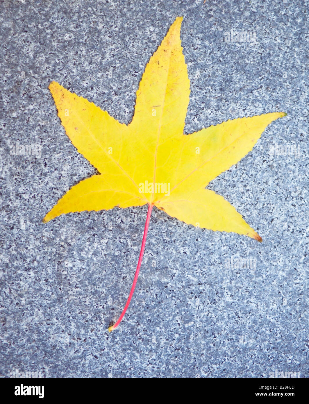 Autumn Colours Acer Leaf Stock Photo