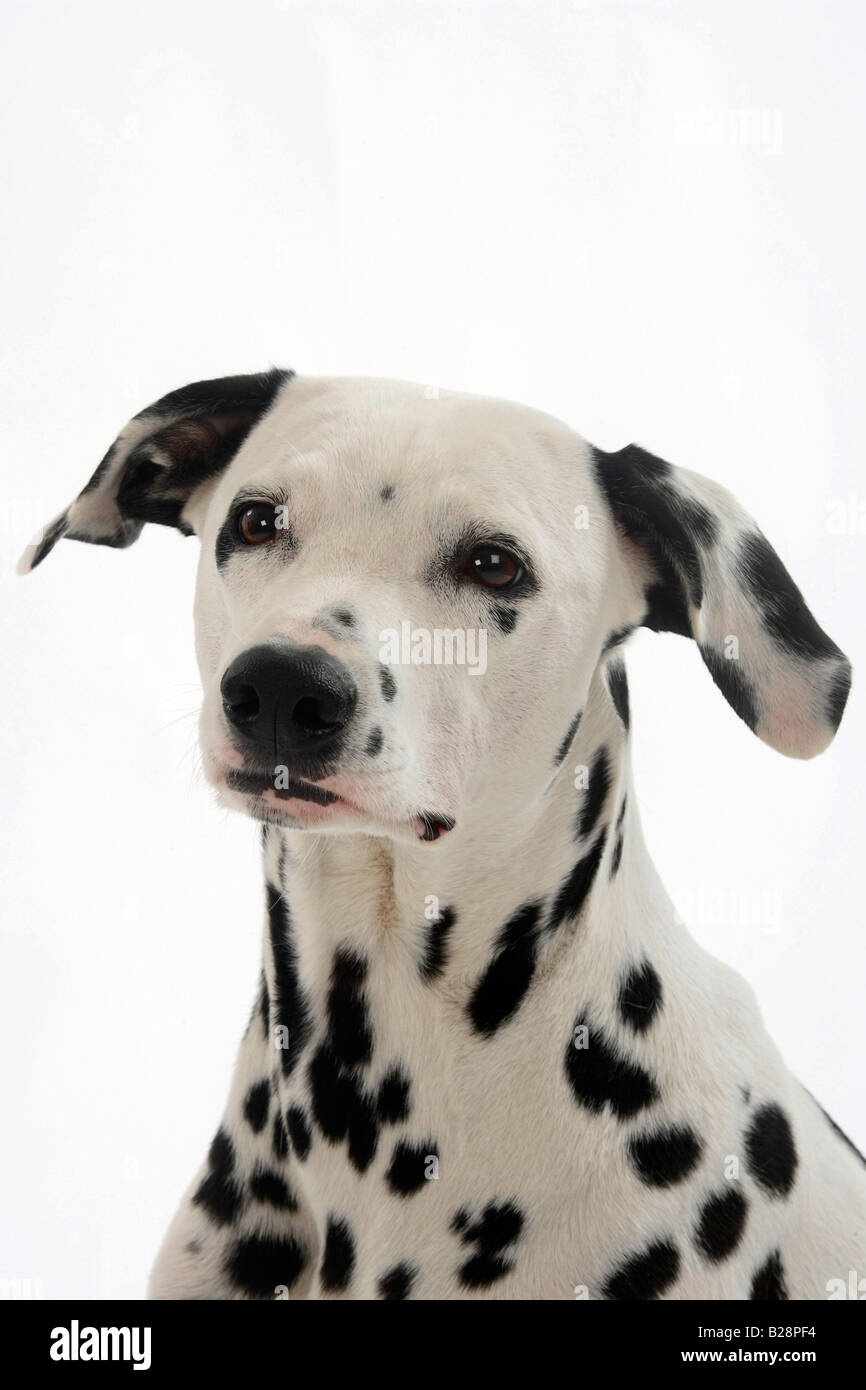 Dalmatian Head Shot Hi Res Stock Photography And Images Alamy