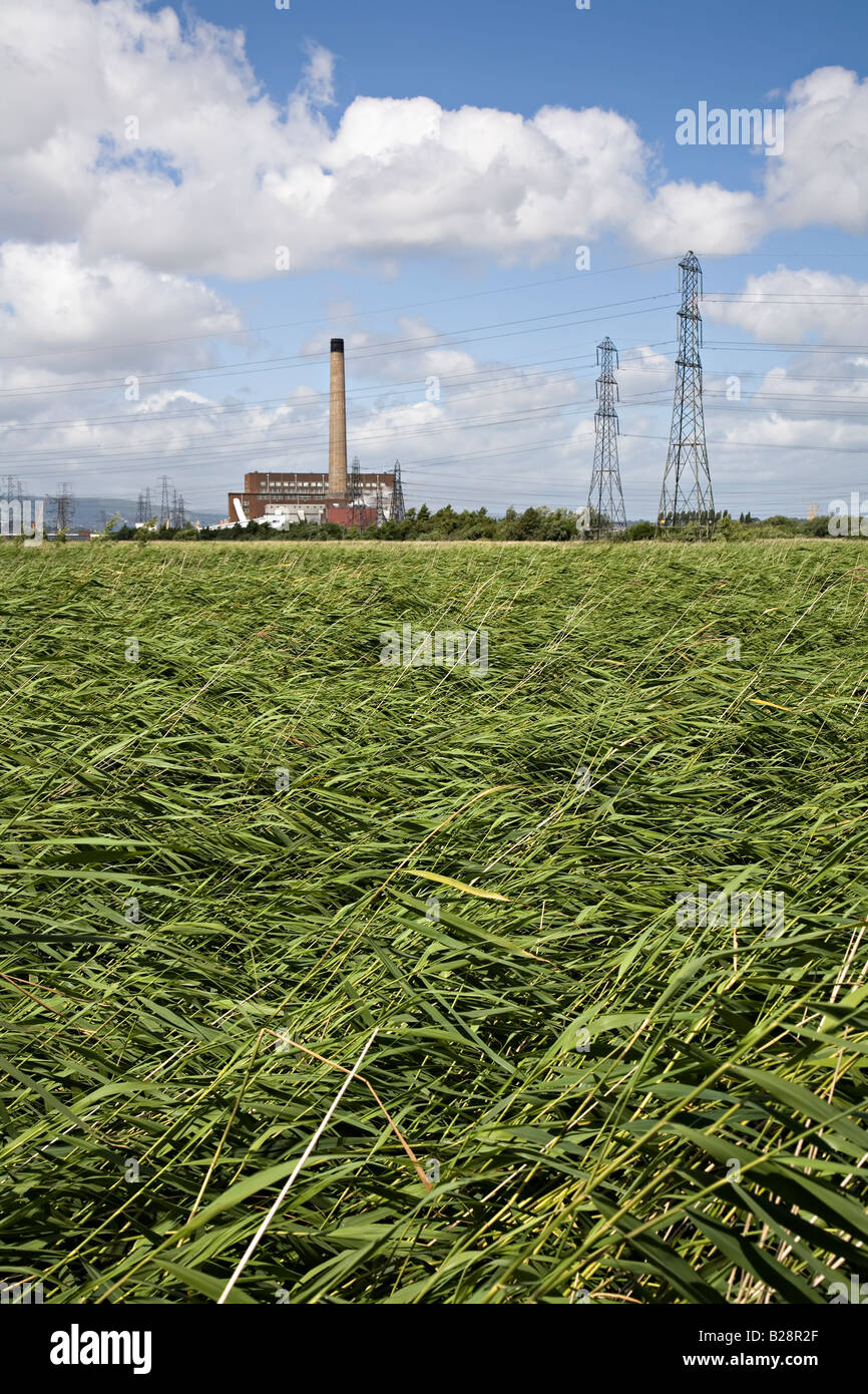 Reed beds in Newport Wetlands nature reserve and pylons in front of Uskmouth Power Station Newport Wales UK Stock Photo