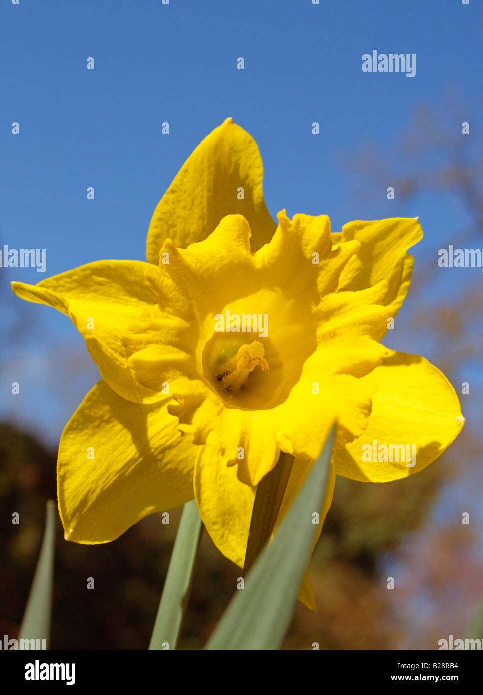 Spring Daffodil in flower. The daffodil is the national flower of Wales, United Kingdom Stock
