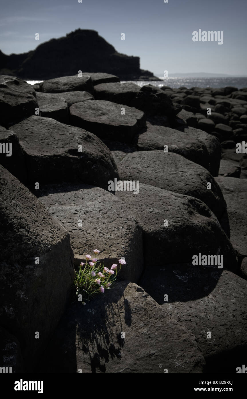 Resilient flowers growing amongst the rocks of the Giants Causeway in ...