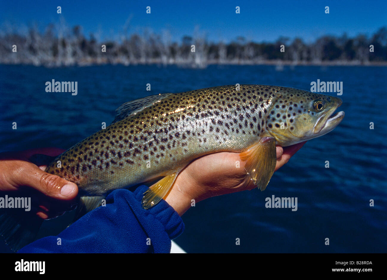 Whopper fish hi-res stock photography and images - Alamy
