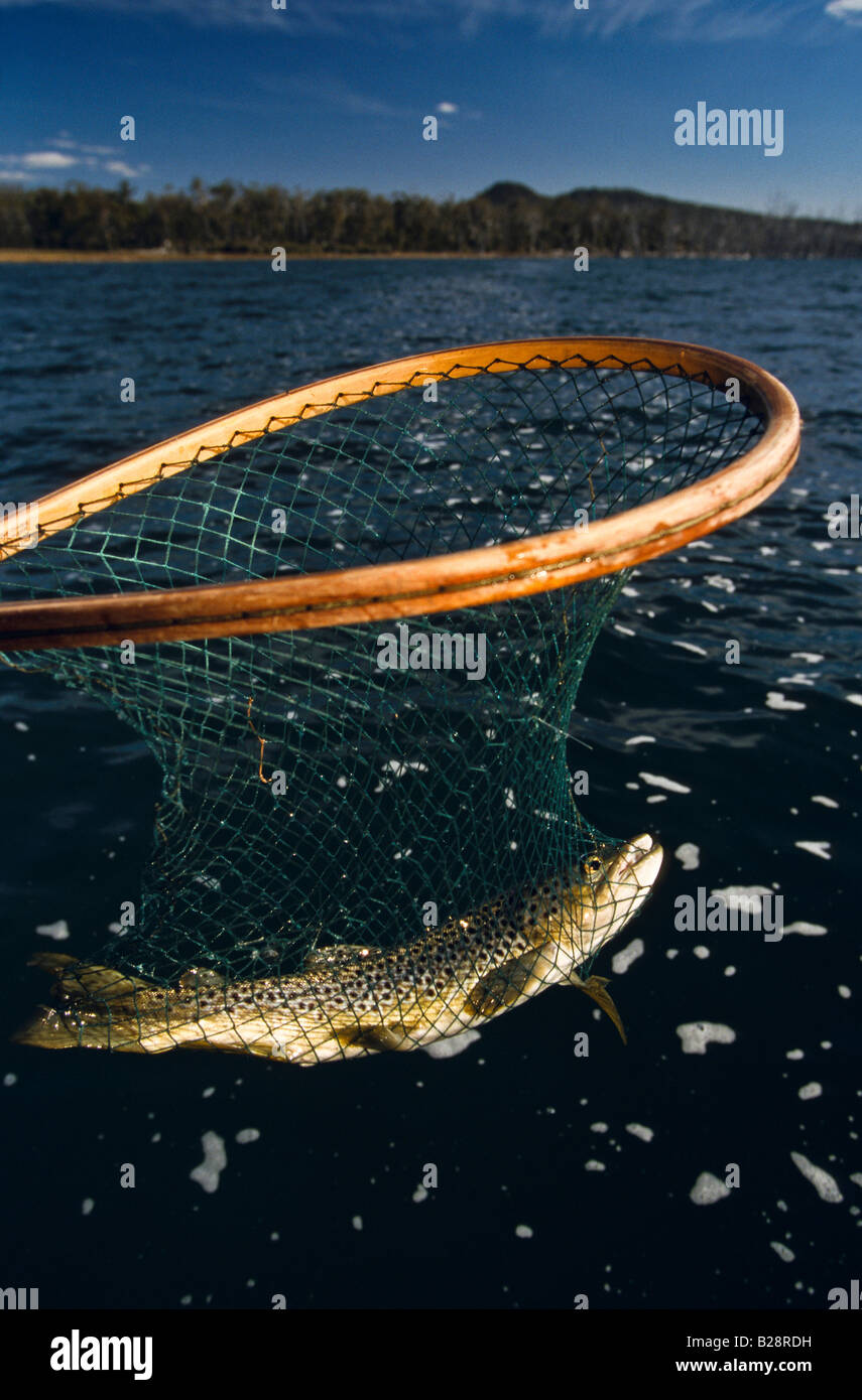 Whopper fish hi-res stock photography and images - Alamy