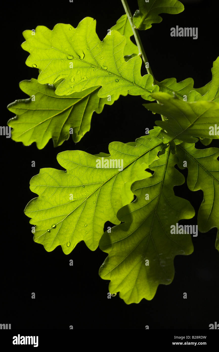 Oak Leaves Backlit Stock Photo