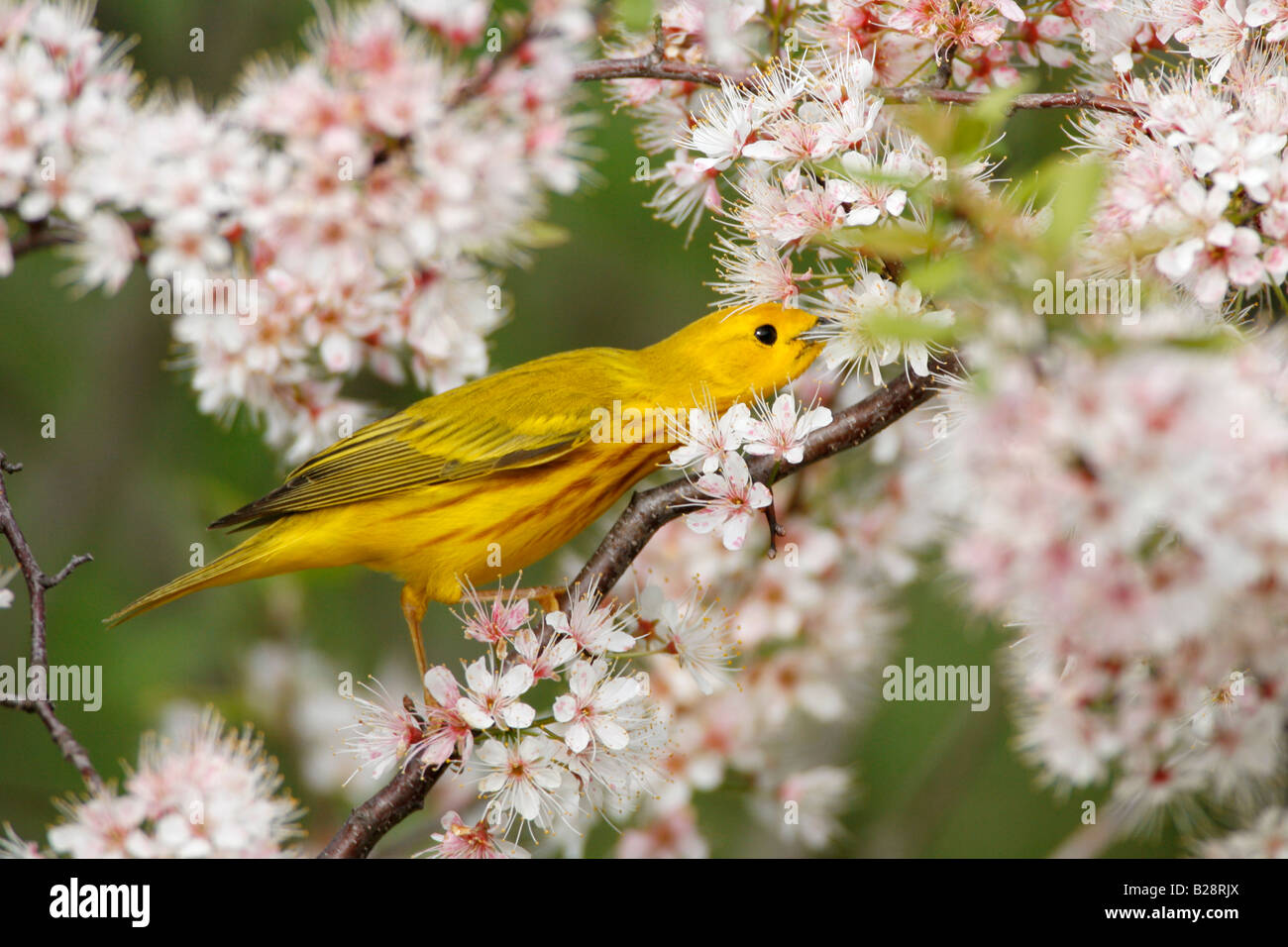 Yellow Warbler eating from Cherry Blossoms Stock Photo Alamy