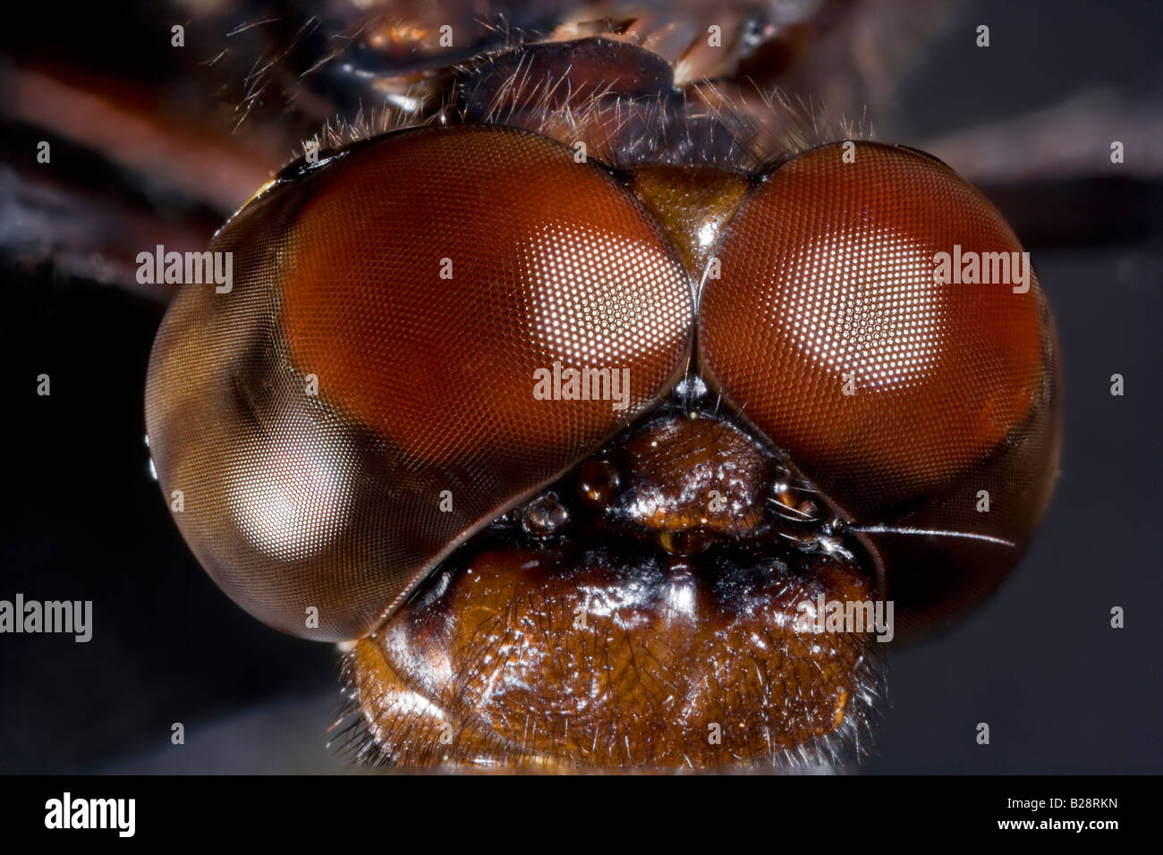 Compound Eyes of Common Whitetail Dragonfly Plathemis lydia dragonfly Stock Photo Alamy