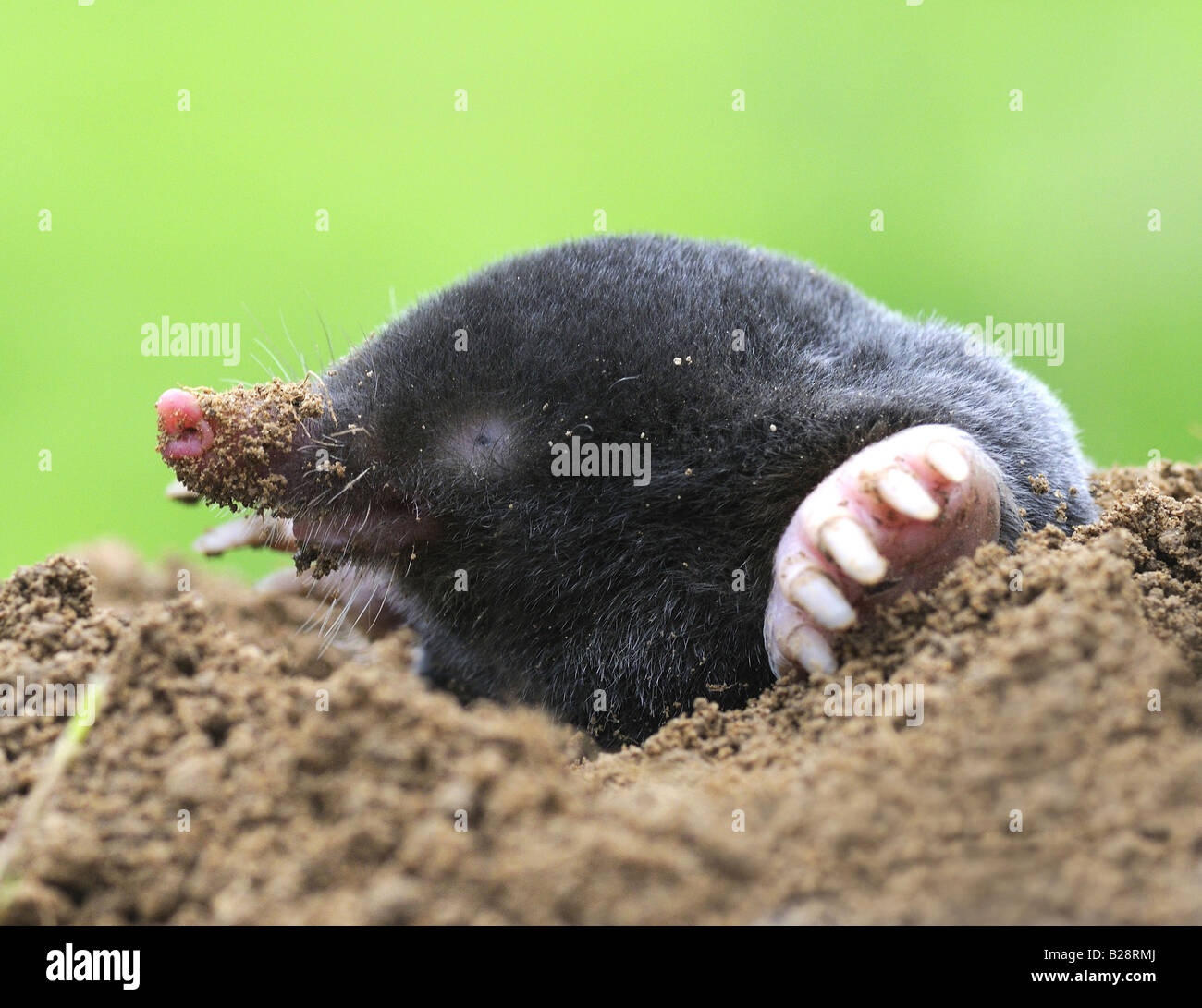 MOLE Common Mole Talpa europaea Common mammal but rarely seen the mole spends most of its life below ground working tunnels Stock Photo